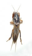 275px-Gryllotalpa_2009_G1.jpg