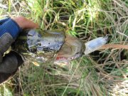 IMG_2432.jpg