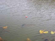 P1010008.JPG