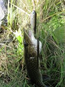 IMG_2427.jpg
