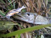 IMG_2454.jpg