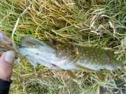 DSC00310.jpg