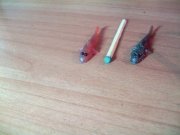 PICT0124.JPG