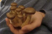 DSC03460.jpg