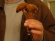 DSC03482.JPG