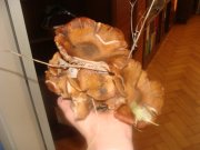 DSC03501.JPG