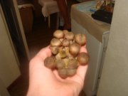 DSC03500.JPG