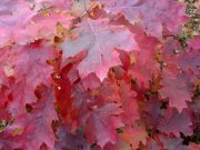 DSC02746.jpg