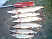 IMG141.jpg