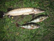 IMG_2472.jpg