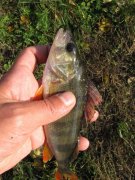 IMG_1650.jpg