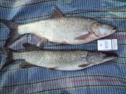 DSC00633_.jpg