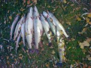 30102010060.jpg