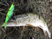 IMG_2572.jpg