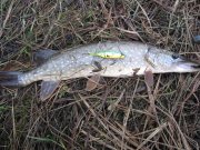 IMG_2618.jpg