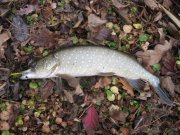 IMG_2165.jpg