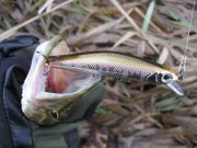 IMG_2639.jpg