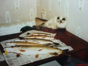 Саба-рыбачка..jpg