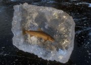 ice_fishing_02.jpg