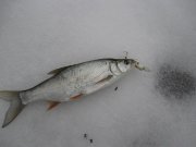 IMG_2273.jpg