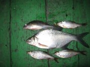 IMG_1568.JPG