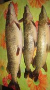 IMG_1054.jpg