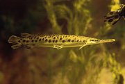 275px-Lepisosteus_oculatus.jpg