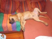 SAM_0526.jpg