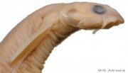 Candiru_4.jpg