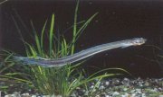 Candiru_Pic1_1.jpg