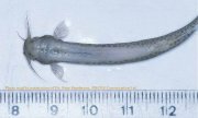 Candiru_Pic1_5.jpg