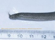 Candiru_Pic1_6.jpg