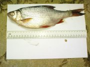 DSC04379.jpg