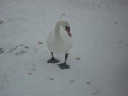 SAM_2163.jpg
