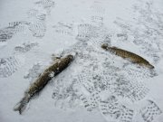 IMG_0524.JPG
