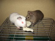 IMG_3509.jpg