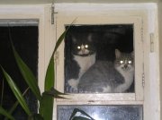 коты.jpg