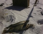 IMG0010A.jpg