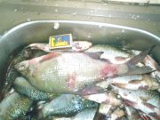 DSC00899.jpg