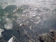 Малек.-14.03.2011..jpg