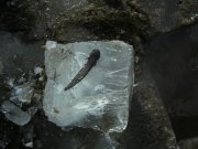 Сомик.-4.03.2011.jpg