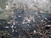 Рыба.-14.03.2011..jpg