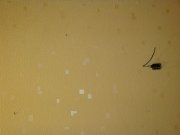 DSC01196.jpg