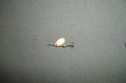 2011.03.24_100_0172.jpg