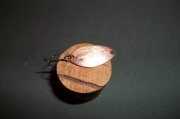 2011.03.24_100_0221.jpg