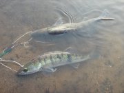 макарты 31.03.11 002.jpg