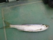 DSC04590.JPG