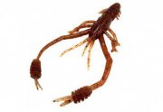 Reins_RingShrimp.jpg
