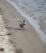 DSC04276+.JPG