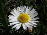 IMG_0387.jpg